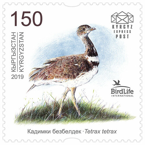 Почтовые марки Киргизия 2019г. Птица года - Стрепет Птицы MNH