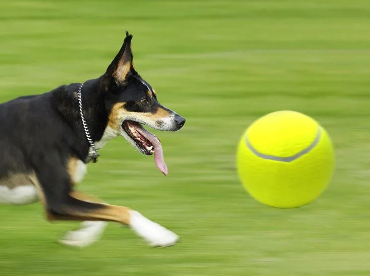 Мяч с насосом 30 см для собак - фотография № 2