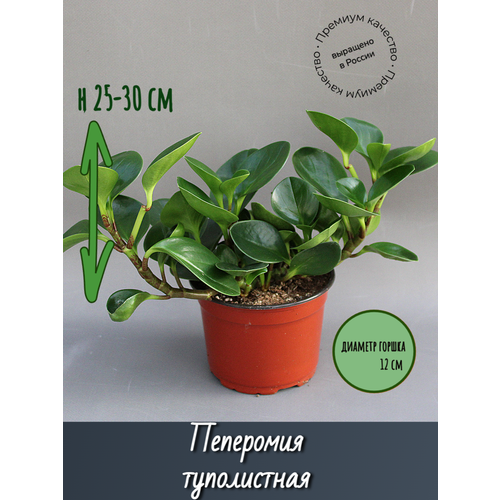 Пеперомия туполистная в цветочном горшке диаметром 12 см