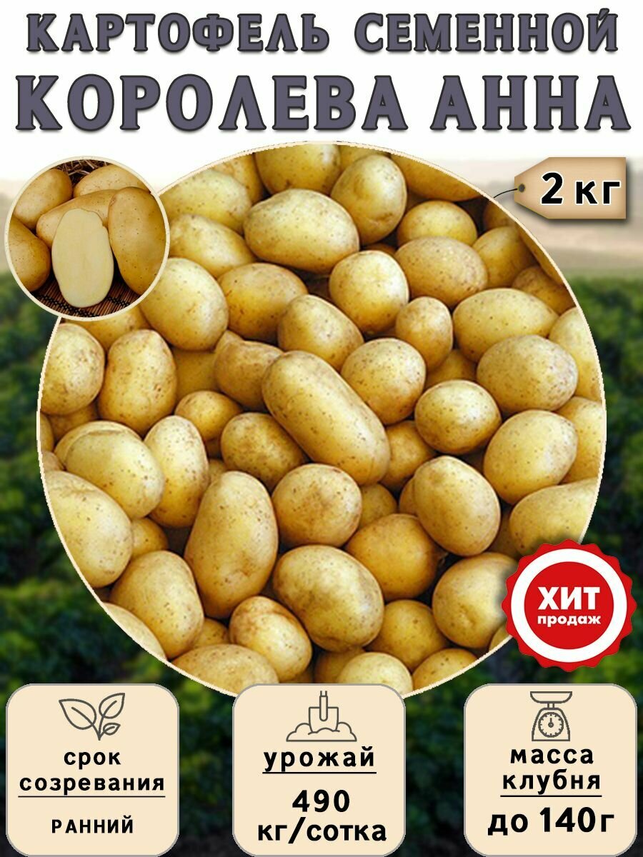 Клубни картофеля на посадку Королева Анна (суперэлита) 2 кг Ранний - фотография № 1