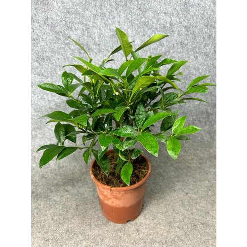 Цитрус лимон - Лимонное дерево 3400₽