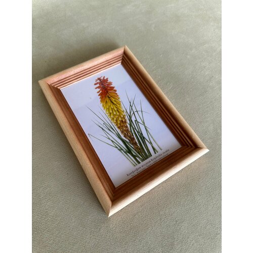 Картина с авторской открыткой Книфофия ягодная ботанического художника в рамке 1813 см 591₽