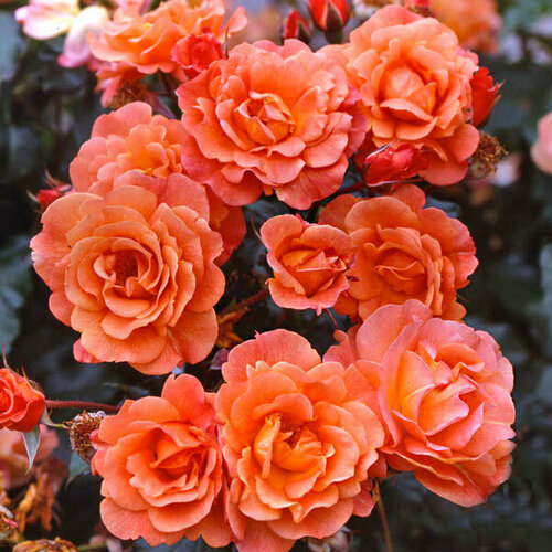 Роза Вестерленд (плетистая), 1 саженец роза плетистая вестерленд 1 шт
