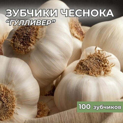 Зубчики чеснока на посадку Гулливер 100шт