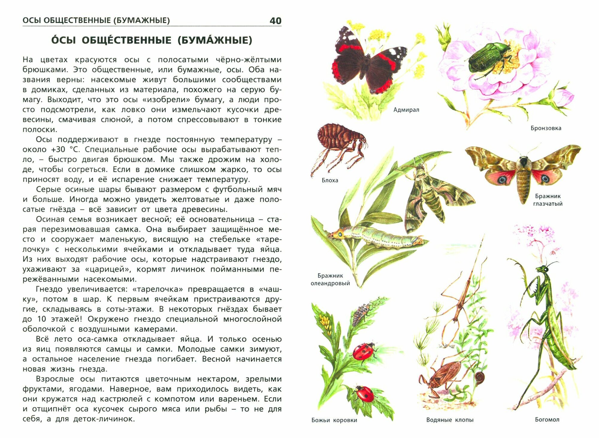 Насекомые, пауки, многоножки. Начальная школа - фото №8