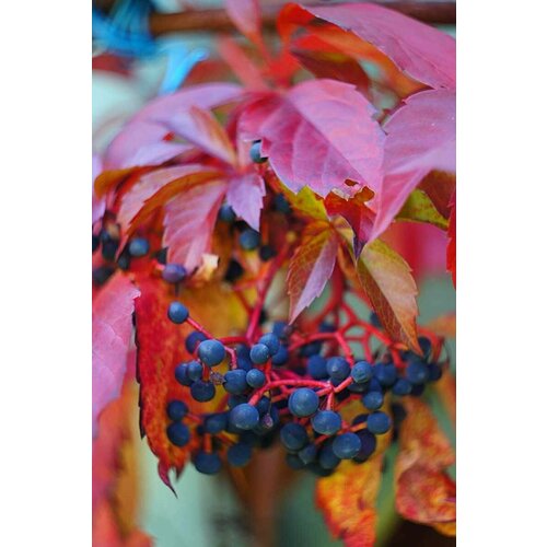 Семена Девичий виноград (лат. Parthenocissus quinquefolia) 50шт Комплект х2 распродажа! + подарок