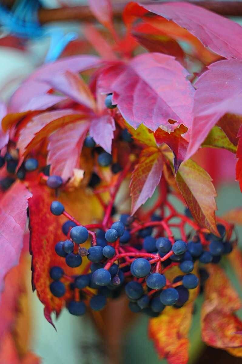 Семена Девичий виноград (лат. Parthenocissus quinquefolia) 50шт Комплект х2 распродажа! + подарок