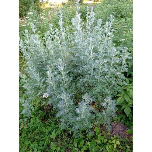 Семена Полынь горькая (Artemisia absinthium), 200 штук