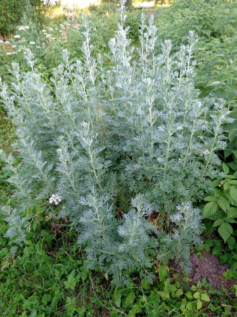 Семена Полынь горькая (Artemisia absinthium) 200 штук