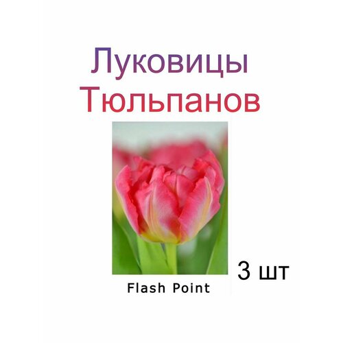 Луковицы Тюльпана Flash Point ( 3 шт)