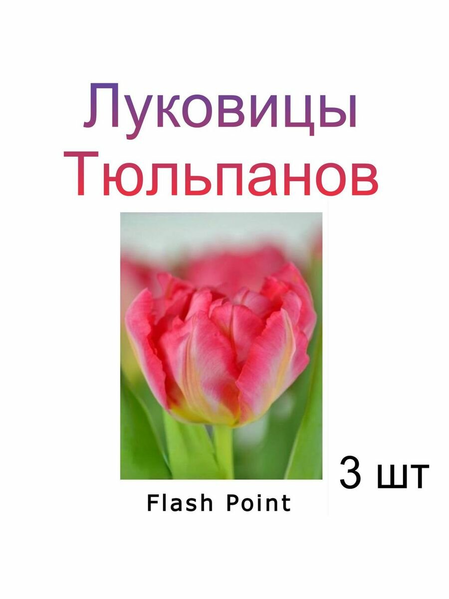 Луковицы Тюльпана Flash Point ( 3 шт)