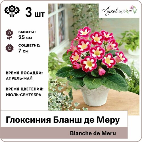 Глоксиния Бланш де Меру (Blanche de Meru) 5/6, луковицы 3шт, Голландия