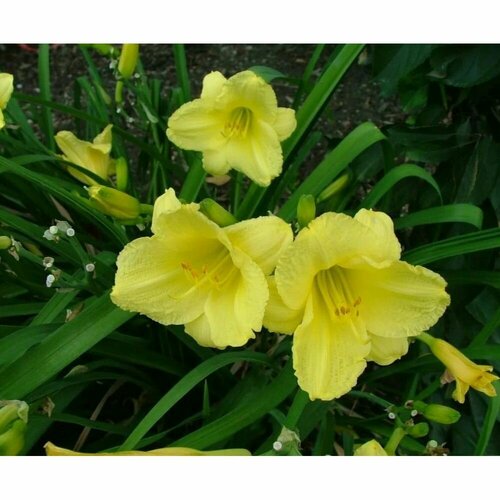 Лилейник гибридный Фрейгрант Рефлекшн 1 шт 1231₽