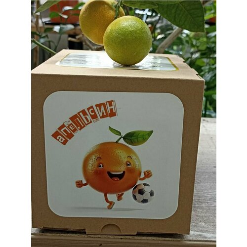 Набор для выращивания 