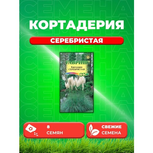 белая пампасная трава 10 пампасных стеблей пушистой пампасной травы для декора свадьбы дома и мероприятия сушеная пампасная трава Кортадерия Серебристая (Пампасная трава)* 8 шт.