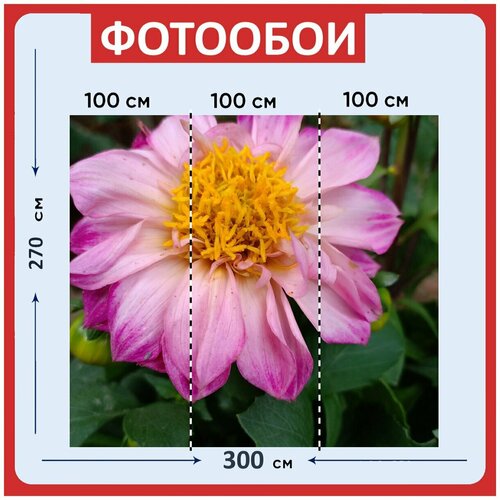 Фотообои Цветы розовые цветы розовый цвет цветы 300x270 см флизелиновыена стену 3950₽