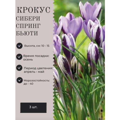 Крокус луковицы многолетних цветов