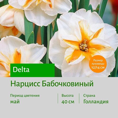 Нарцисс Дельта (Delta) бабочковидный луковицы 3 шт сотка
