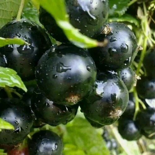 Изображение товара Смородина черная Добрыня / 1 шт, морозостойкий, скороплодный сорт