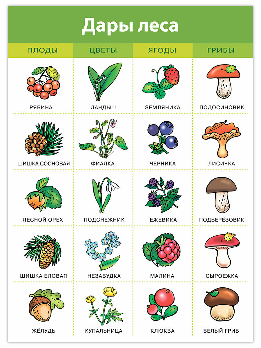 Плакаты Дрофа-Медиа "Живая природа", 8шт, для детей от 3 лет — фото 1
