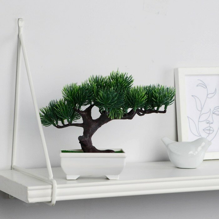 Бонсай в горшке «Сосна галант» 12×16 см микс