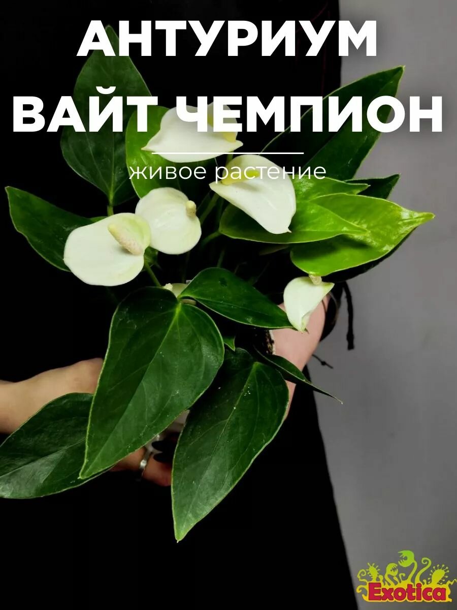 Антуриум Андреанум Вайт Чемпион (Anthurium An White Champion) D9см
