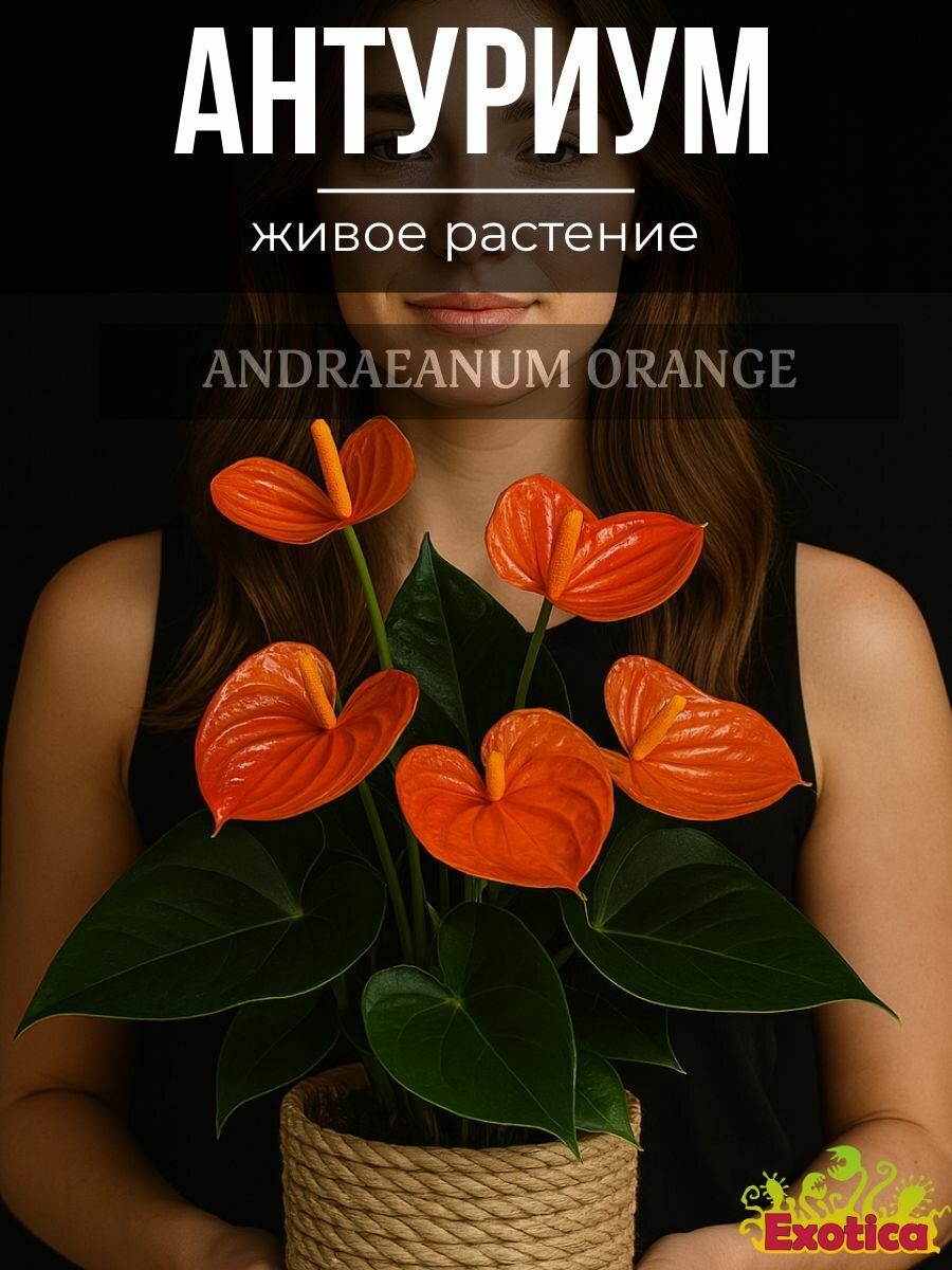 Антуриум Оранжевый (Anthurium Аndraeanum Orange) D9см живой цветок Мужское Счастье
