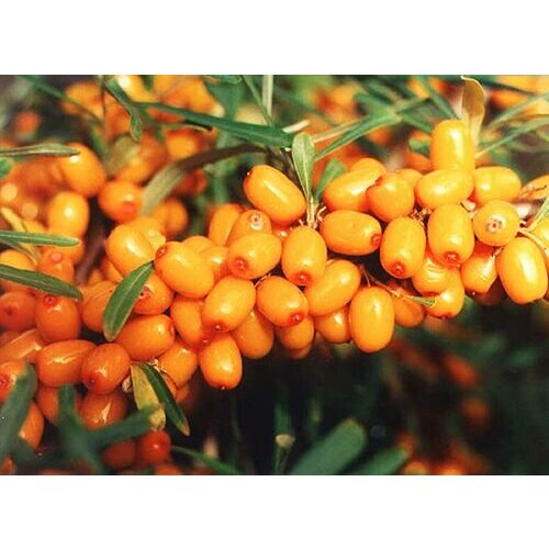 Облепиха крушиновидная Ботаническая Ароматная 850₽