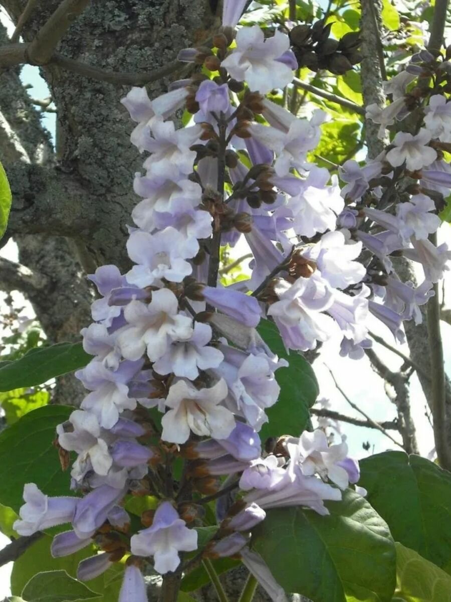 Семена Павловния удлиненная (Paulownia elongata), 100 штук