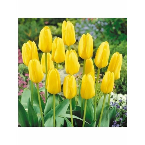 Тюльпан Фостера Кандела 10 шт. / Candela