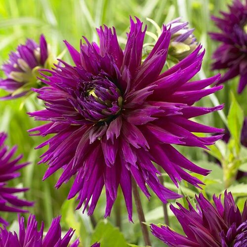 Георгина бахромчатая Амбишн I 1 1 шт в упаковке Все в сад 1329₽