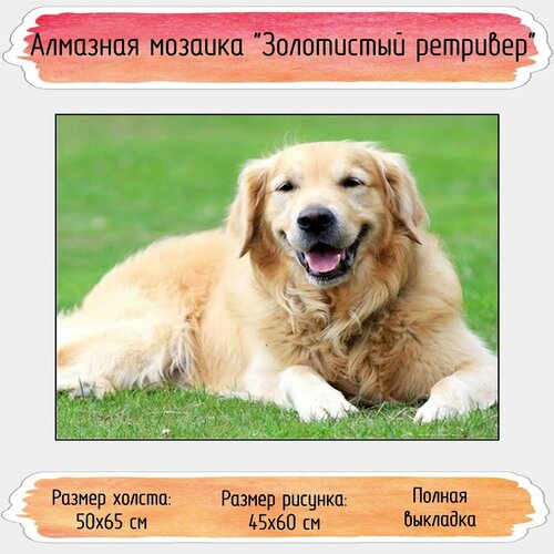 Алмазная мозаика Seichi Золотистый ретривер 50х65 см 1041₽