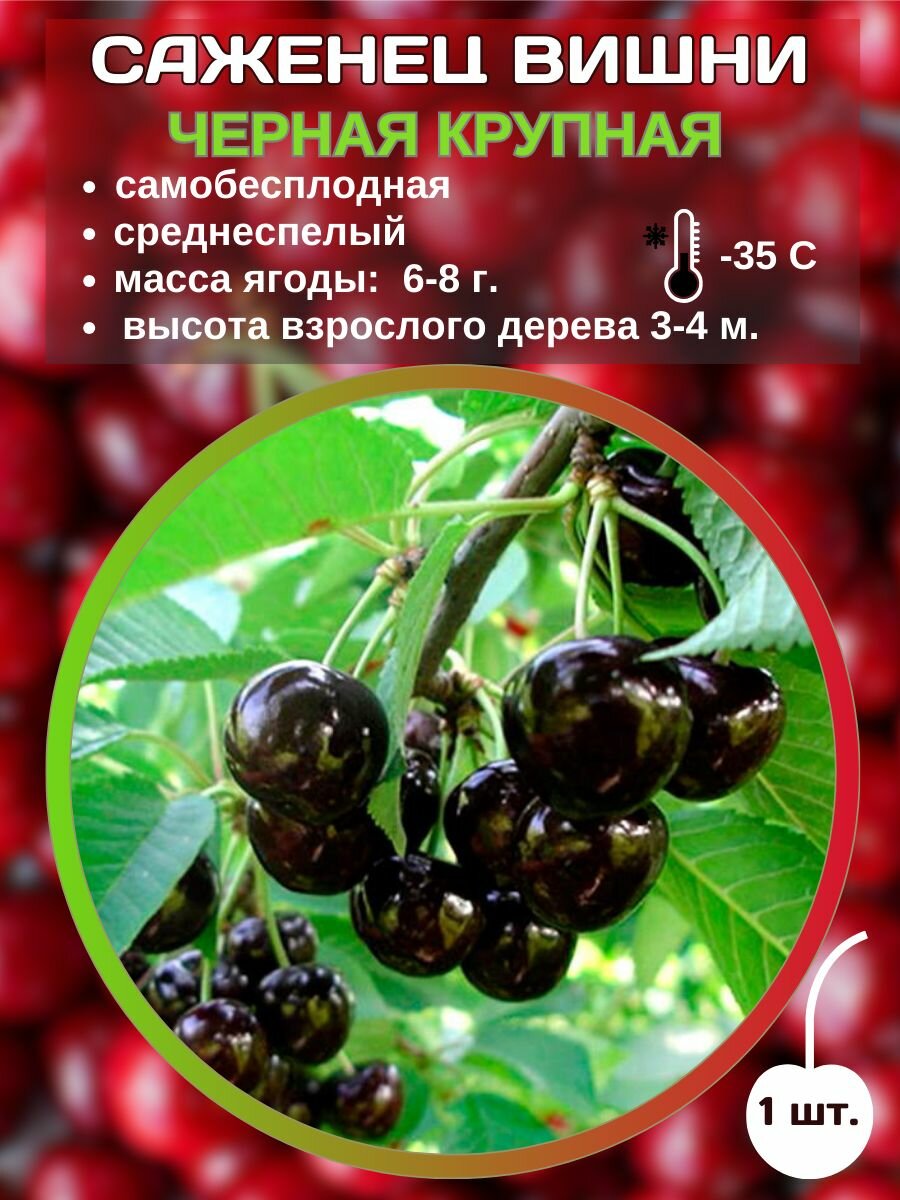 Вишня Черная крупная, саженец вишни 1 шт.