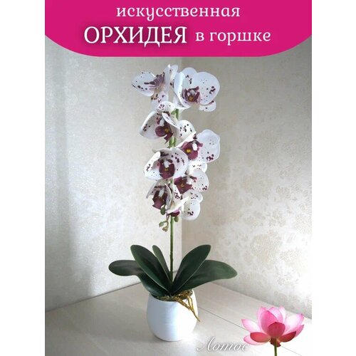 Орхидея в горшке 2 1000₽