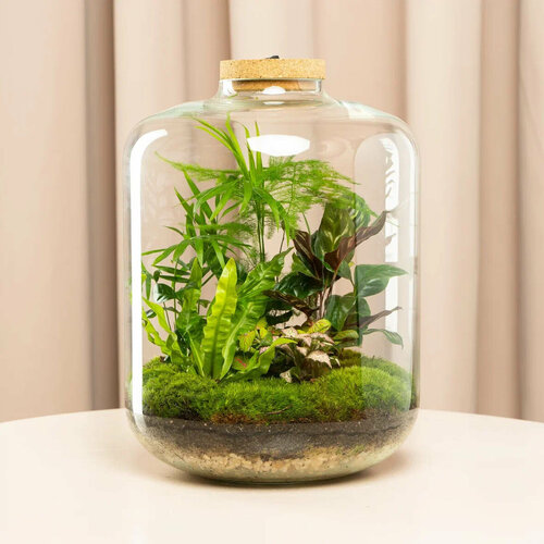 Большой тропический флорариум с подсветкой/ экосистема с живым мхом от бренда 