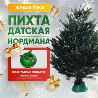 Живая Датская ёлка (пихта Нордмана) с