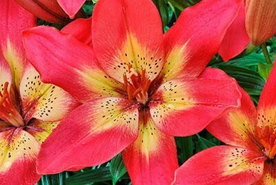 Лилия азиатская Арсенал 3 шт