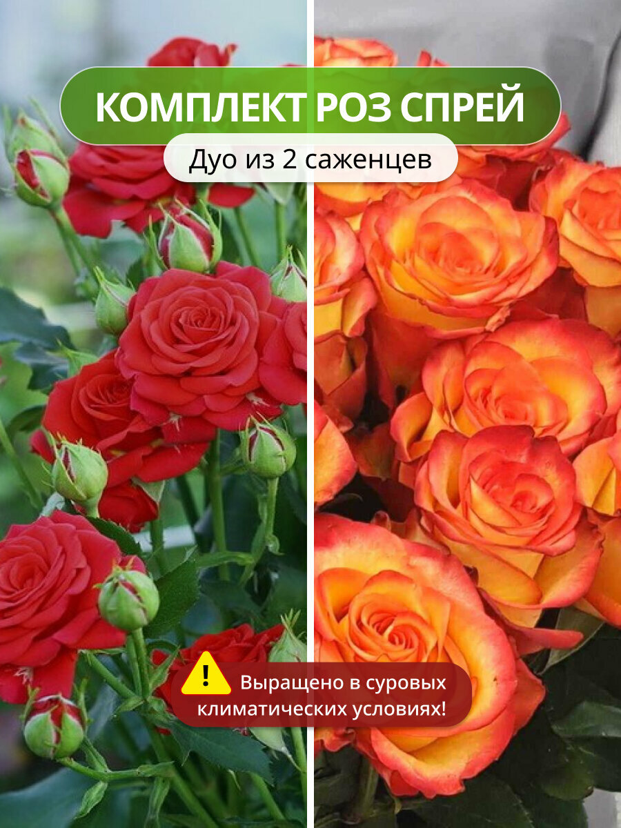 Комплект роз спрей Дуо из 2 сортов(Ред Микадо и Оранж Бейби) роз