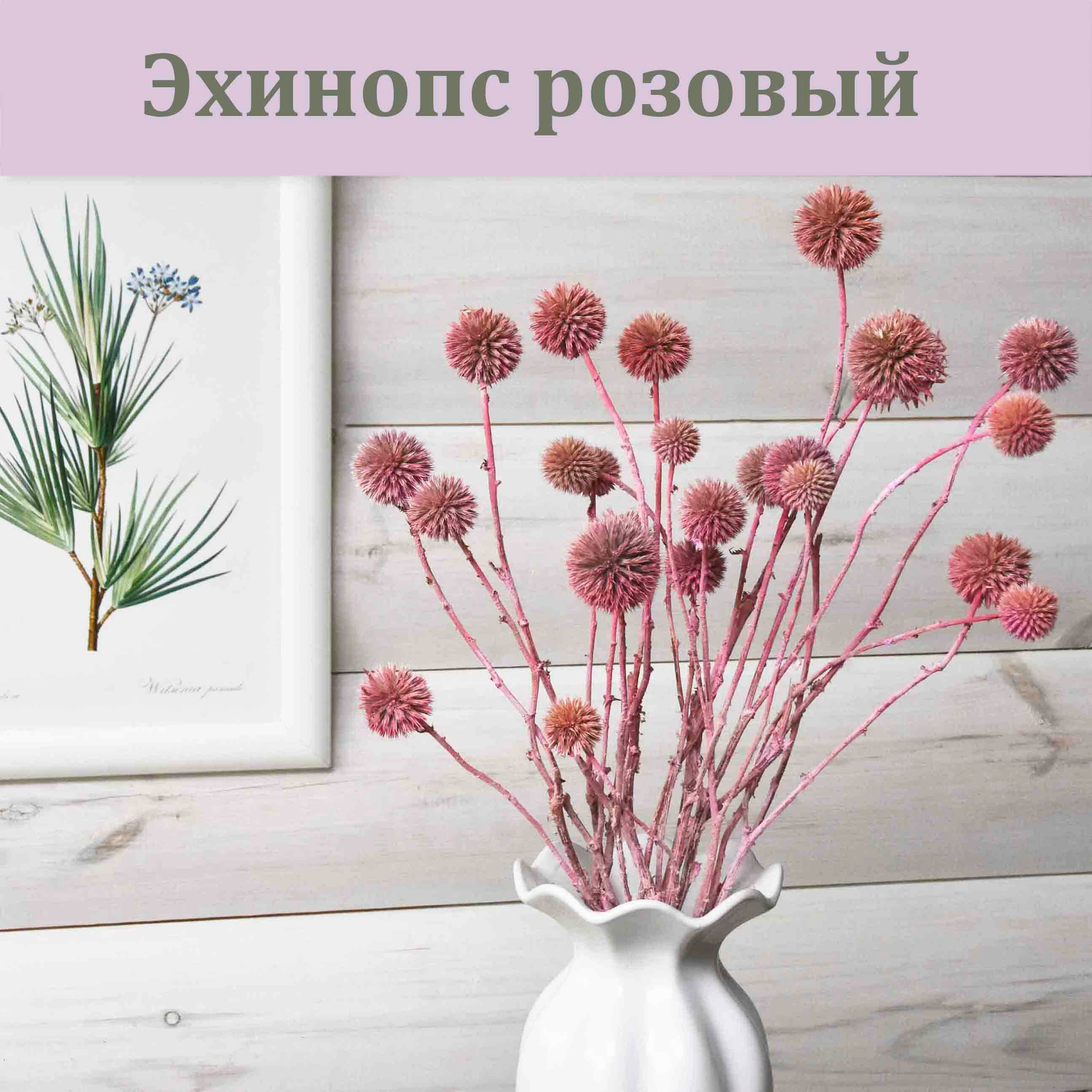 Эхинопс розовый (сухоцвет) / Букет для интерьера / Сухоцветы для декора