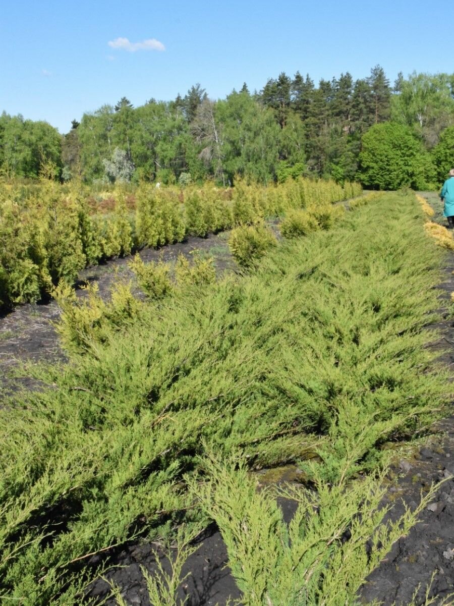 Семена Можжевельник ложноказацкий (Juniperus pseudosabina), 15 штук