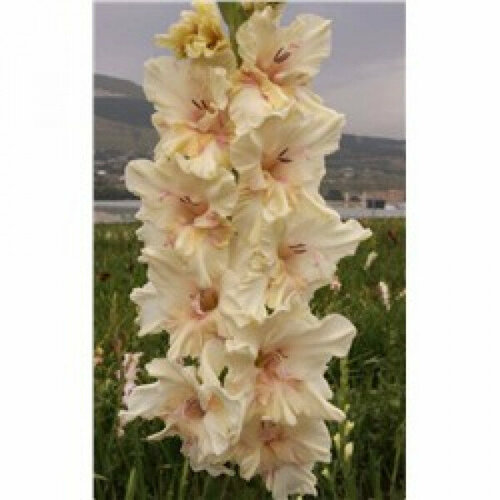 Луковица Гладиолус крупноцветковый Властелин