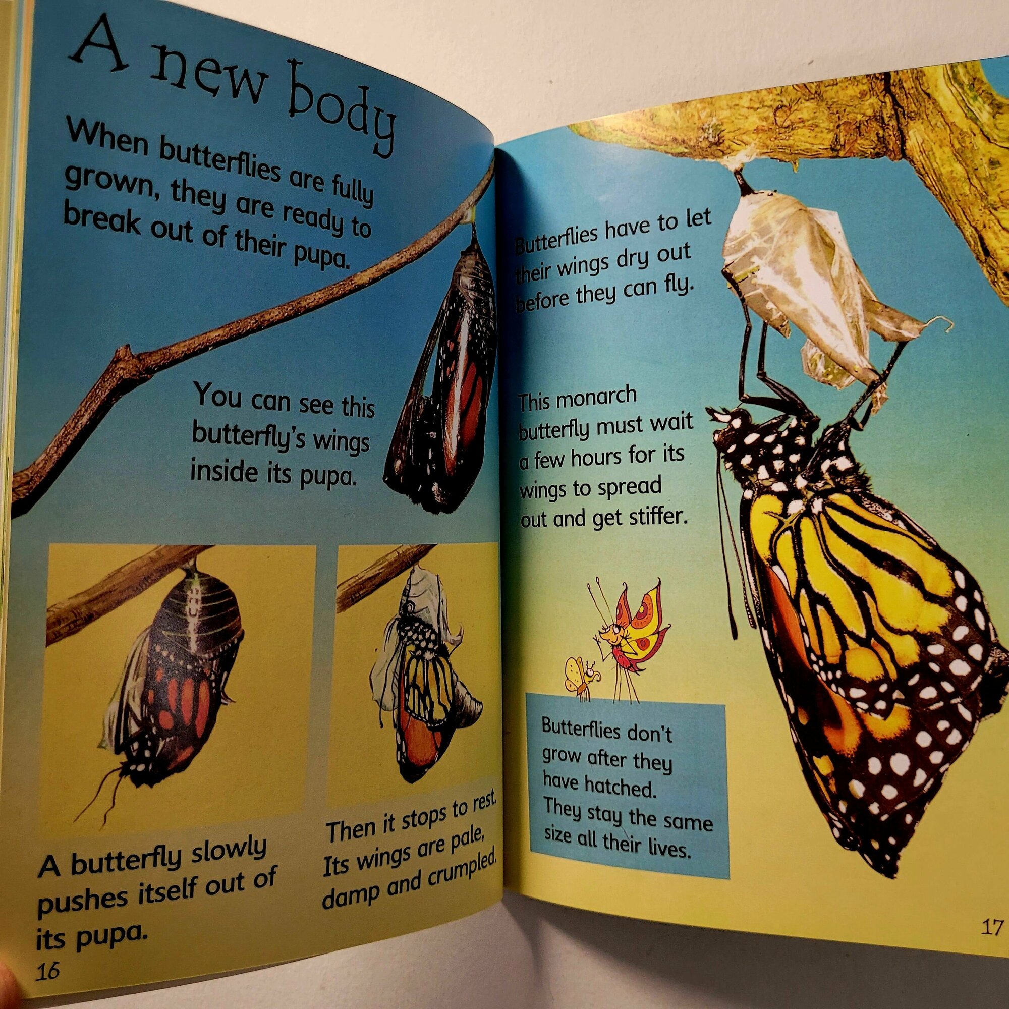 Caterpillars and Butterflies (Turnbull Stepanie) - фото №14