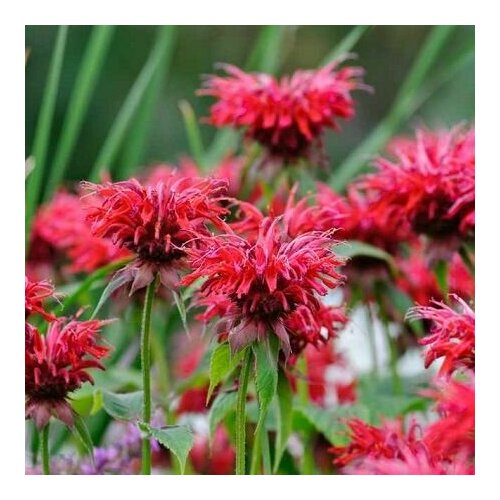 Монарда гибридная 'Gardenvieuw Scarlet'