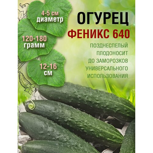 Огурец Феникс 640 (1 пакет по 1гр.)