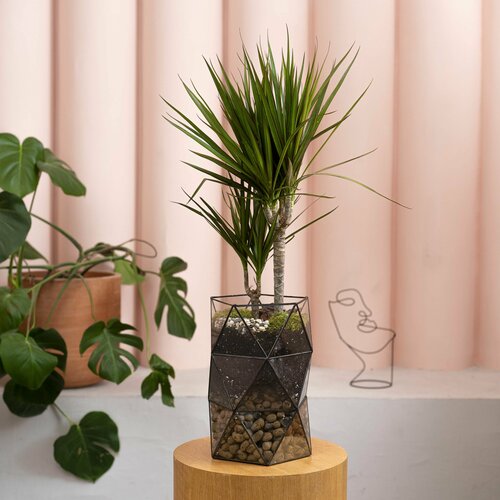 Цветок Драцена в кашпо ДНК, 85см