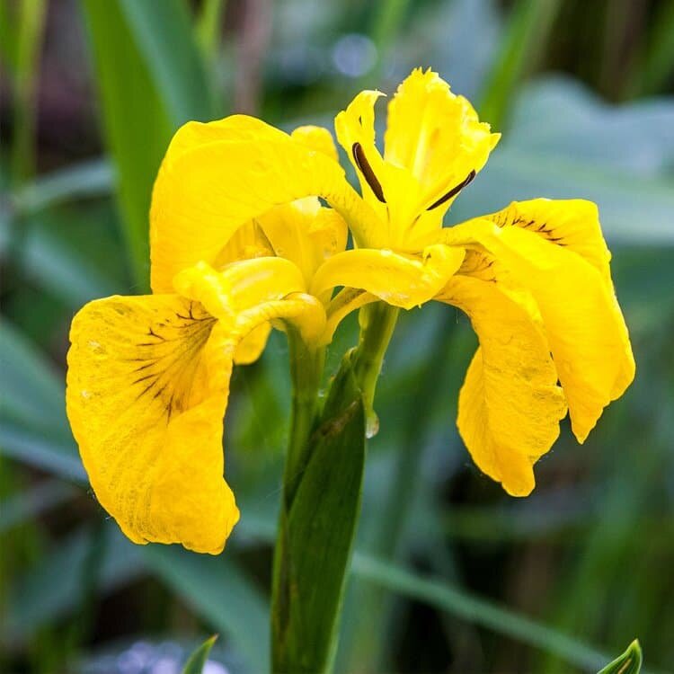 фото Ирис болотный Желтый