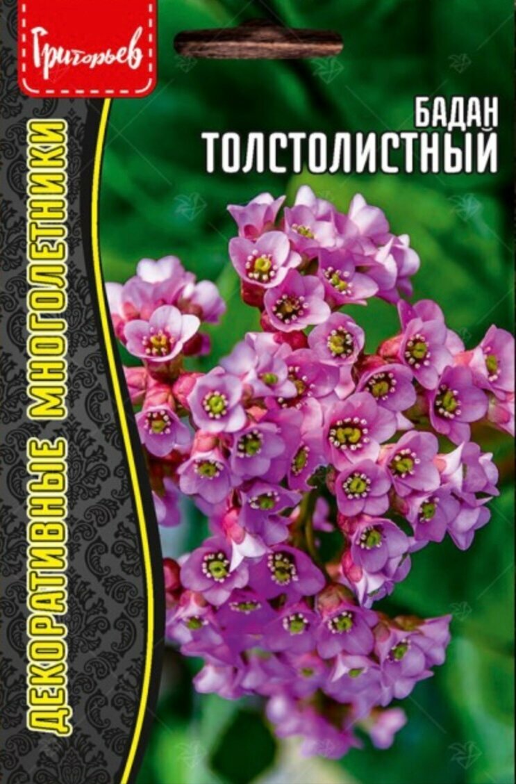 Семена Бадана толстолистного (001 г)
