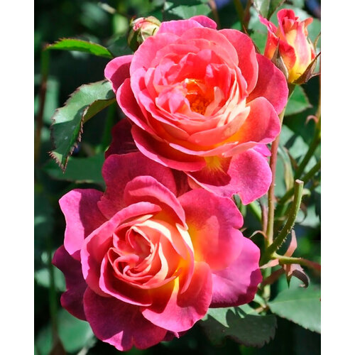 Саженец роза шраб Приёр де Сан-Косм