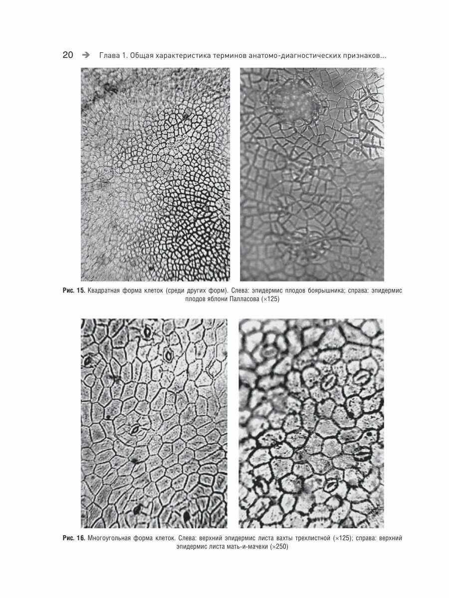 Фармакогнозия Атлас Том 1 Общая часть Термины и техника микроскопического анализа в фармакогнозии Учебное пособие - фото №13