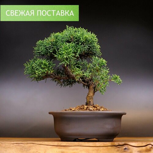 Бонсай Можжевельник, 27см, 18 лет